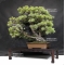 Pinus pentaphylla ref:11070181
