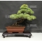 VENDU Pinus pentaphylla 11070183