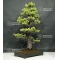 Pinus pentaphylla ref: 18070181