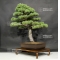 Pinus pentaphylla ref:23070181