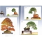 Bonsai focus magazine 100