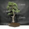 Pinus pentaphylla 25070181