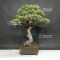 Pinus pentaphylla 25070183