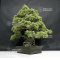 VENDU Pinus pentaphylla 25070184