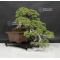 VENDU juniperus chinensis ref: 11090183