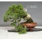 juniperus chinensis itoigawa ref :12100184