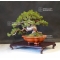 VENDU  juniperus chinensis itoigawa ref:14040191