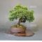 juniperus chinensis var : itoigawa ref:29050193