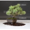PT Pinus pentaphylla  ref : 19040196