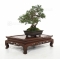 Juniperus chinensis itoigawa ref:26020192