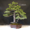 Pinus pentaphylla ref:060301910