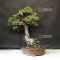 Pinus pentaphylla du Japon ref :09080191