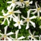 VENDU gardenia jasminoides ref: 12070171