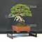 juniperus chinensis itoigawa ref:14080193