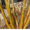 Stewartia monadelpha 0.5 Litre pot 30 cm