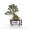 Pinus pentaphylla du Japon ref 12090192