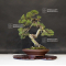 VENDU juniperus chinensis itoigawa ref 12090199