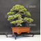 VENDU juniperus chinensis itoigawa ref 10090196