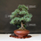 Pinus pentaphylla ref: 04090198