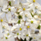 saxifraga fortunei thea