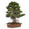 Pinus parviflora ref: 18120191