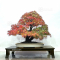 Acer palmatum arakawa ref: 09100191