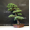 VENDU Pinus pentaphylla ref:13090191