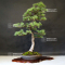 Pinus pentaphylla ref 13090195