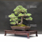 VENDU Pinus pentaphylla ref:130901910