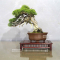 Juniperus chinensis itoigawa ref 10100192