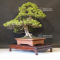 Juniperus chinensis itoigawa ref 18090192