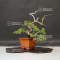 VENDU Juniperus chinensis itoigawa ref : 18090194