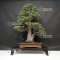 VENDU Pinus pentaphylla variété zuisho 18090198