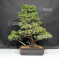 PT Pinus pentaphylla variété zuisho 18090199