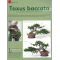 BONSAI FOCUS N° 110