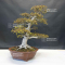 rhododendron chuo no hikari 4040204