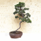 juniperus chinensis itoigawa ref 01050202
