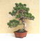 juniperus chinensis itoigawa ref 01050203