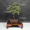 Juniperus rigida 19040205