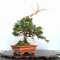 VENDU juniperus chinensis itoigawa 04050204VENDU