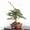 VENDU juniperus chinensis itoigawa 04050205