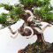 juniperus chinensis itoigawa 05050207