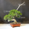 VENDU juniperus chinensis itoigawa 050502010