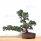 VENDU juniperus chinensis itoigawa ref 09050209