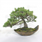 VENDU Pinus pentaphylla 6110202