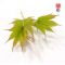 EPUISE Graines d'acer palmatum AO MESHIME NO UCHI