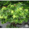 graines d'acer palmatum mikawa yatsubusa