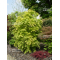 graines d'acer palmatum orange dream