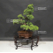 Juniperus chinensis itoigawa ref 12060207
