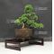 juniperus chinensis itoigawa ref 120602012
